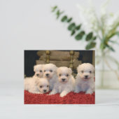 Kerst Maltese Puppies Feestdagenkaart (Staand voorkant)