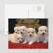 Kerst Maltese Puppies Feestdagenkaart (Voorkant / Achterkant)