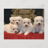 Kerst Maltese Puppies Feestdagenkaart (Voorkant)