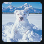 Kerst Pitbull Dog Snowman Vierkante Sticker<br><div class="desc">Op de foto is een schattige pitbull puppy bedekt met sneeuw,  die eruit ziet als een sneeuwpop. "Sneeuwgroeten van onze 'Pitt-sneeuw-stier'! Ik wens u een vrolijk en vrolijk kerstfeest!" Perfect cadeau voor het pitbull puppy hondenliefhebber,  baasje of redder.</div>