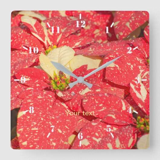 Kerst plant Poinsettia Flower Vierkante Klok (Voorkant)