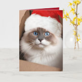 Kerst Ragdoll Kat in Kartonnen Doos Kaart (Gele Bloem)