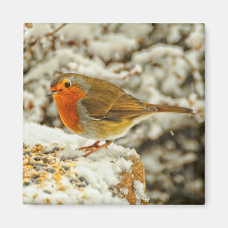 Kerst Robin in de sneeuw in Schotland Magneet
