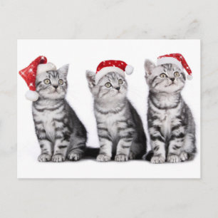 Kerst Schattige Kitten Briefkaart