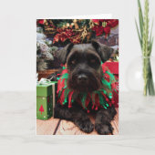 Kerst - Schnauzer Mix - Bentley Feestdagen Kaart (Voorkant)