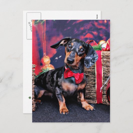 Kerst - Teckel - Buddy Feestdagenkaart (Voorkant / Achterkant)