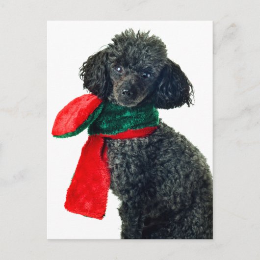 Kerst Zwart Speelgoed Poodle Dog Rendier Rode sjaa Feestdagenkaart (Voorkant)
