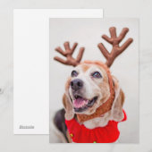 Kerstbeagle hond met feestelijke rendieroren feestdagenkaart (Voorkant / Achterkant)
