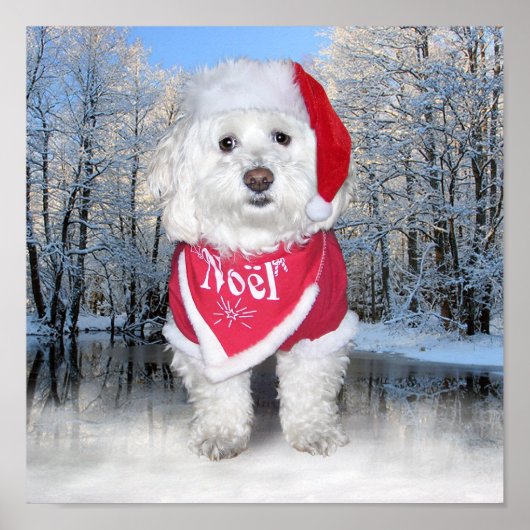 Kerstbichon Frise Dog Poster (Voorkant)