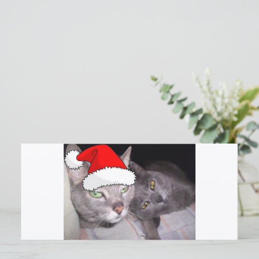 Kerstblauwe grijze katten (Staand voorkant)