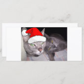 Kerstblauwe grijze katten (Voorkant / Achterkant)