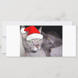 Kerstblauwe grijze katten