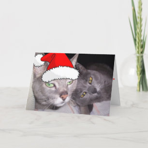 Kerstblauwe grijze katten feestdagen kaart