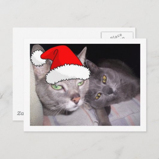 Kerstblauwe grijze katten feestdagenkaart (Voorkant / Achterkant)