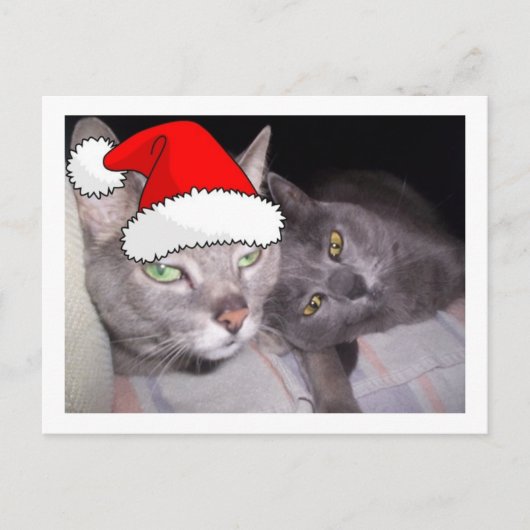 Kerstblauwe grijze katten feestdagenkaart (Voorkant)