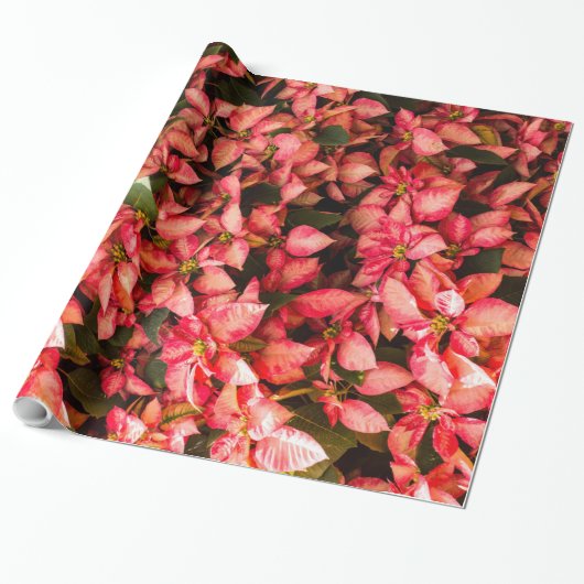 kerstbloem Poinsettia Cadeaupapier (Uitgerold)