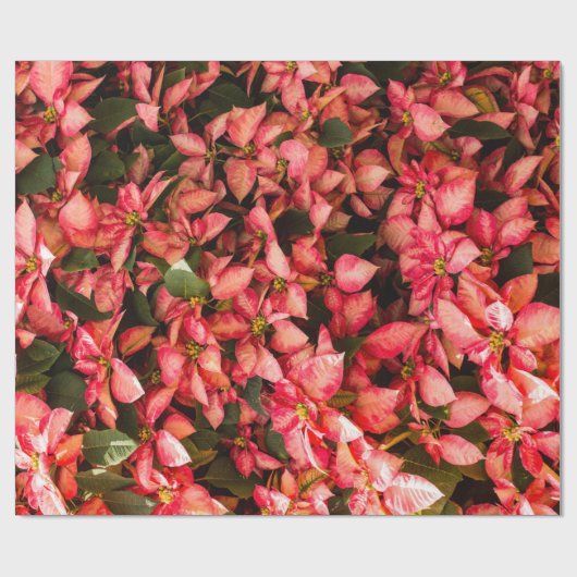 kerstbloem Poinsettia Cadeaupapier (Vlak)