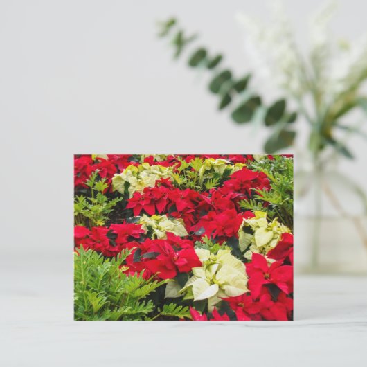 Kerstbloem Poinsettia variëteiten Feestdagenkaart (Staand voorkant)