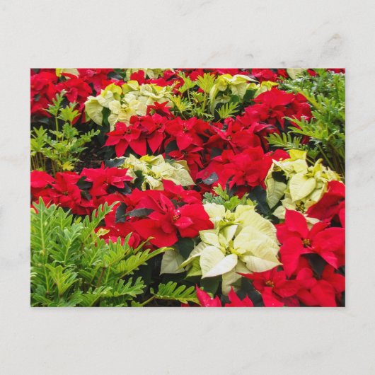 Kerstbloem Poinsettia variëteiten Feestdagenkaart (Voorkant)