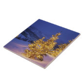 Kerstbomen, Park City, Wastch Mountains, Tegeltje (Zijkant)