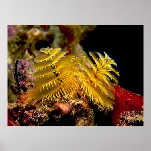 Kerstboom Worm Spirobranchus Giganteus Poster (Voorkant)