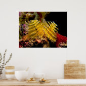 Kerstboom Worm Spirobranchus Giganteus Poster (Keuken)