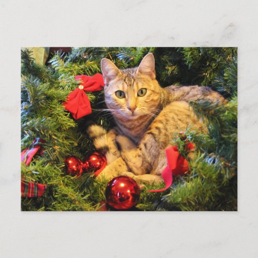 kerstboomkat briefkaart (Voorkant)