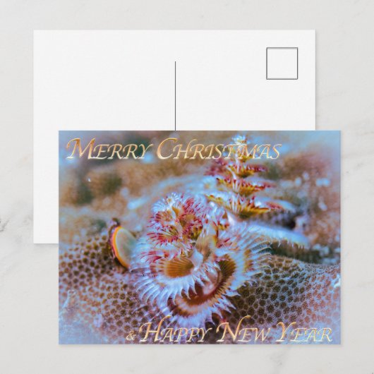 Kerstboomworm Briefkaart (Voorkant / Achterkant)