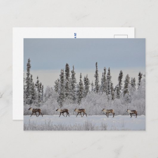 Kerstbriefkaart met rendier, een wijnscène briefkaart (Voorkant / Achterkant)