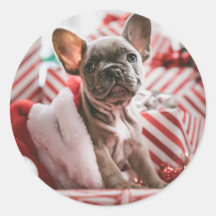 kerstbull Dog - Frenchie
