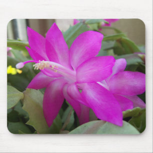 kerstcactus bloei muismat