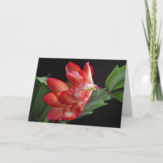 Kerstcactus Blossom Feestdagen Kaart (Voorkant)