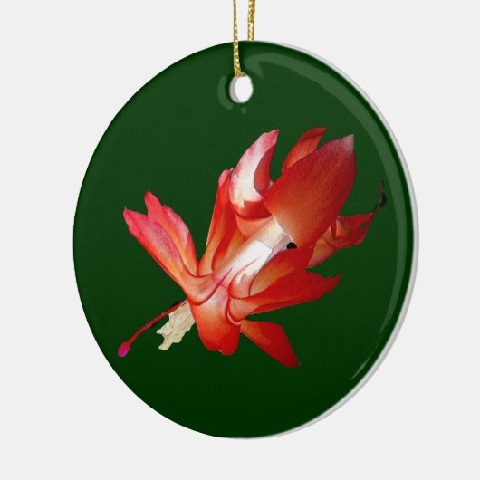 Kerstcactus Epifyte Ornament (Links)