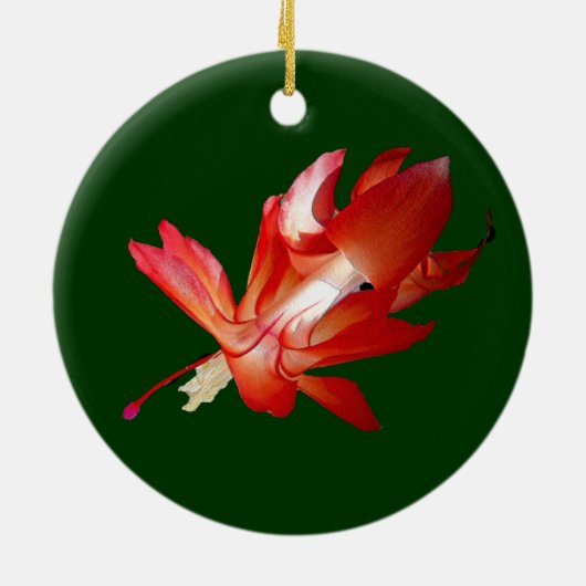 Kerstcactus Epifyte Ornament (Achterkant)