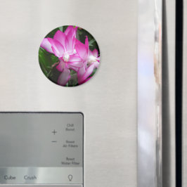 kerstcactus Flowers Magnet