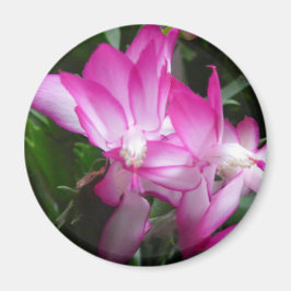 kerstcactus Flowers Magnet