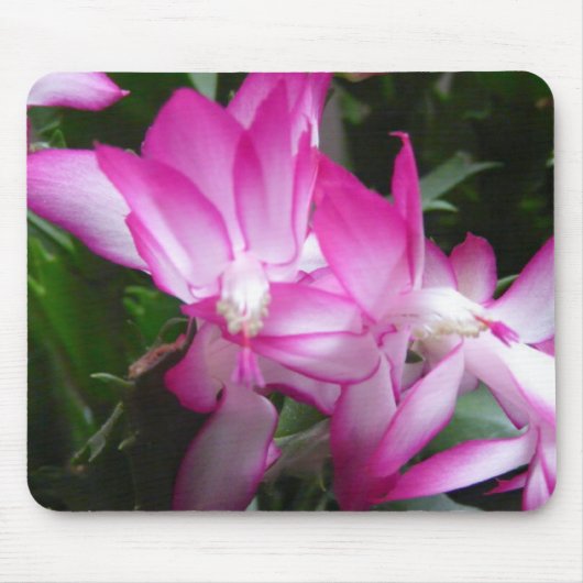 Kerstcactus Flowers Mousepad Muismat (Voorkant)