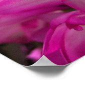 Kerstcactus Foto Poster/Afdruk Poster (Hoek)