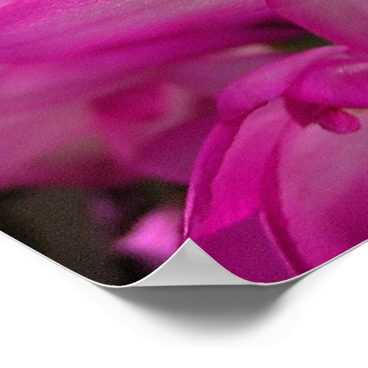 Kerstcactus Foto Poster/Afdruk Poster (Hoek)