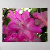 Kerstcactus Foto Poster/Afdruk Poster (Voorkant)