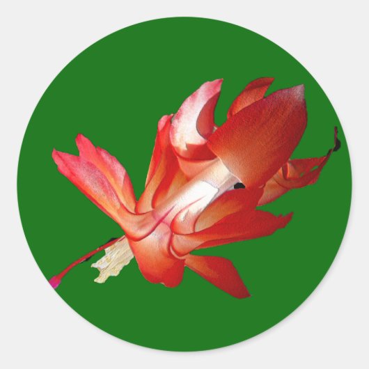 Kerstcactus Kerst-kerstserie Ronde Sticker (Voorkant)