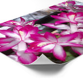 Kerstcactus Poster (Hoek)