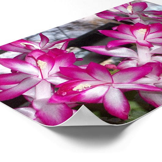 Kerstcactus Poster (Hoek)