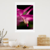 Kerstcactus Poster (Keuken)
