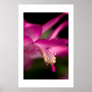 Kerstcactus Poster