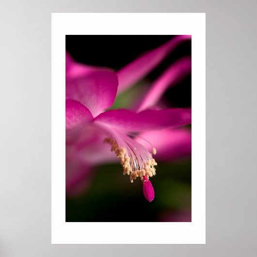 Kerstcactus Poster (Voorkant)