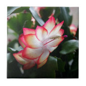 Kerstcactus "Samba Brazil" Tegeltje (Voorkant)