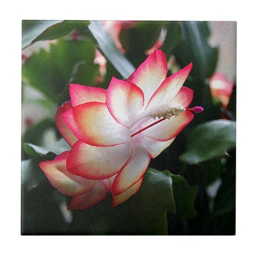 Kerstcactus "Samba Brazil" Tegeltje (Voorkant)