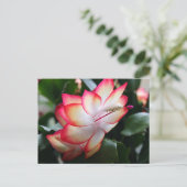 Kerstcactus 'Samba Brazilië' Feestdagenkaart (Staand voorkant)