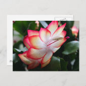 Kerstcactus 'Samba Brazilië' Feestdagenkaart (Voorkant / Achterkant)